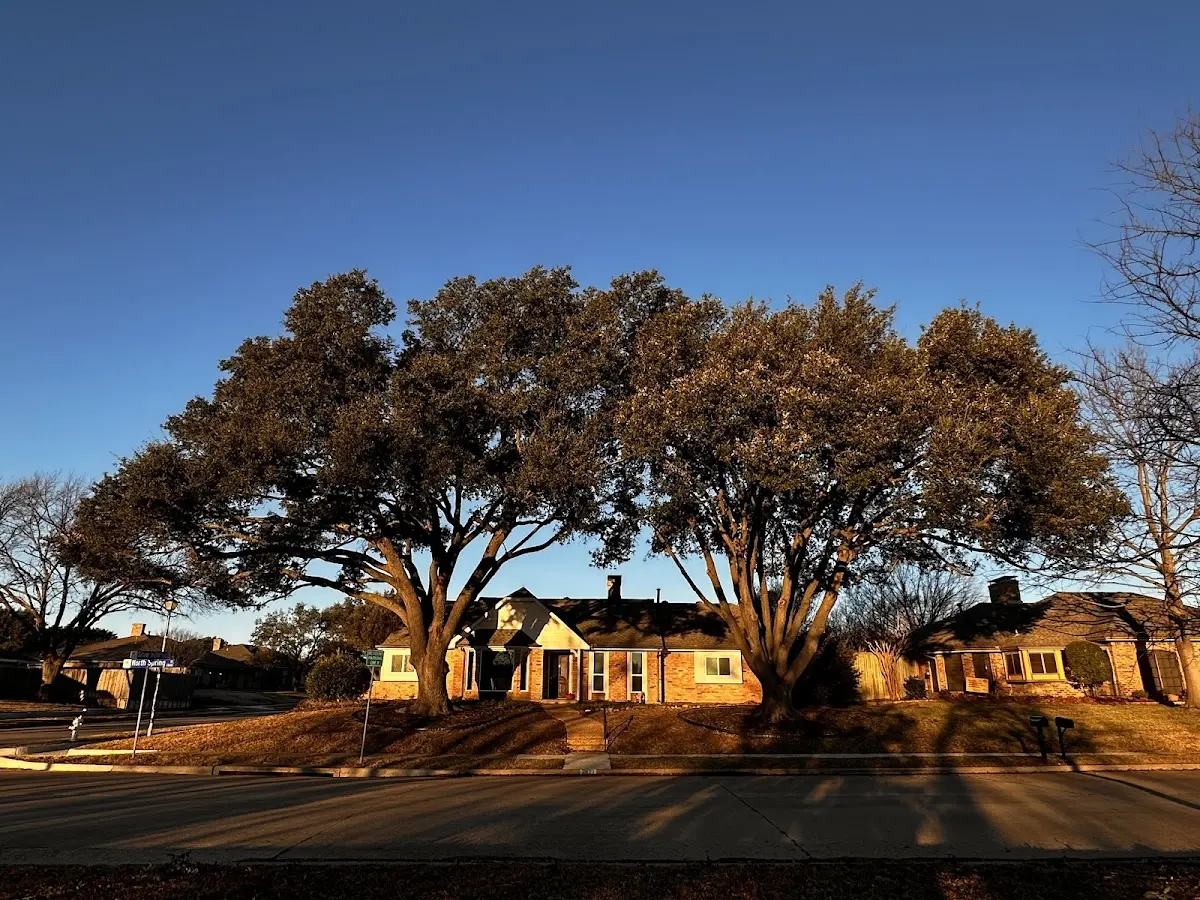 Established residential canopy tree shading a home in Saint James